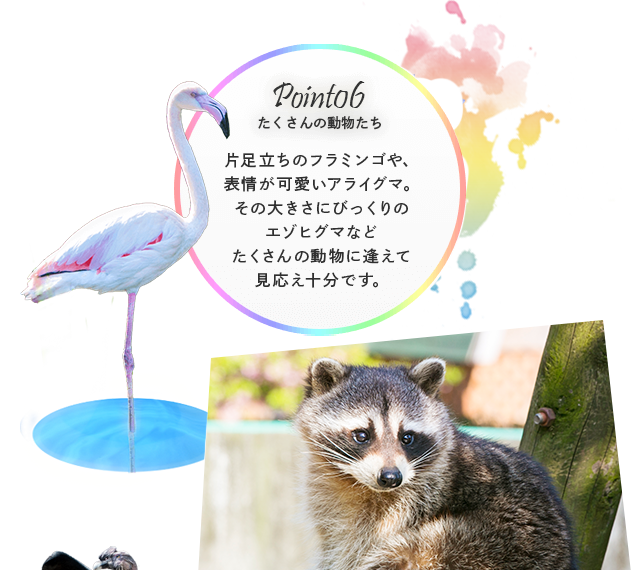 Point06 たくさんの動物たち 片足立ちのフラミンゴや、表情が可愛いアライグマ。その大きさにびっくりのエゾヒグマなどたくさんの動物に逢えて見応え十分です。